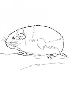 Lemming coloring page - picture 4