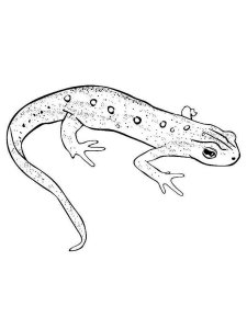 Lizard coloring page - picture 13