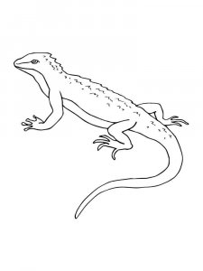 Lizard coloring page - picture 19