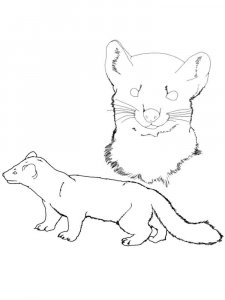 Marten coloring page - picture 11