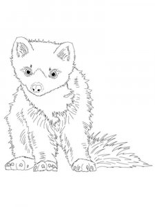 Marten coloring page - picture 14