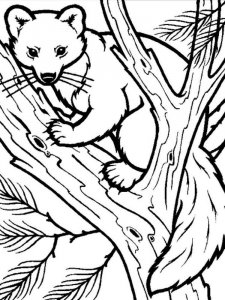 Marten coloring page - picture 3