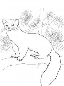 Marten coloring page - picture 6