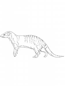 Mongoose coloring page - picture 1