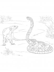 Mongoose coloring page - picture 13