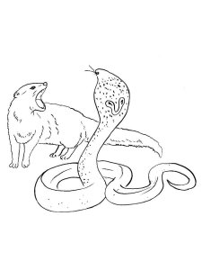 Mongoose coloring page - picture 3