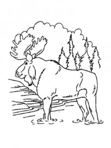Moose coloring page - picture 14