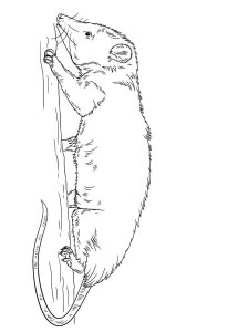 Opossum coloring page - picture 15
