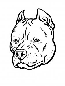 Pitbull coloring page - picture 1