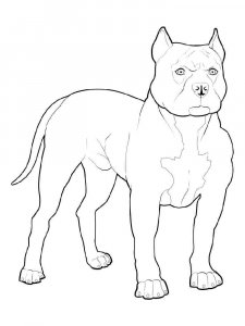 Pitbull coloring page - picture 10