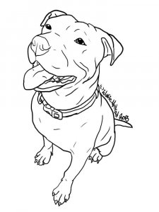 Pitbull coloring page - picture 11