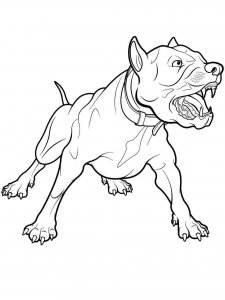 Pitbull coloring page - picture 12