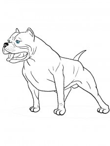 Pitbull coloring page - picture 14