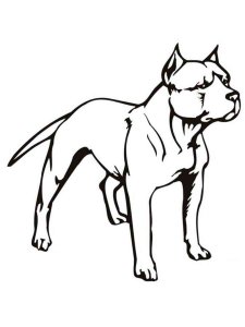 Pitbull coloring page - picture 15