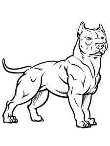 Pitbull coloring page - picture 2