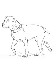 Pitbull coloring page - picture 3