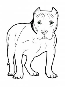 Pitbull coloring page - picture 4
