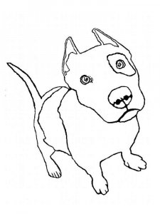 Pitbull coloring page - picture 5