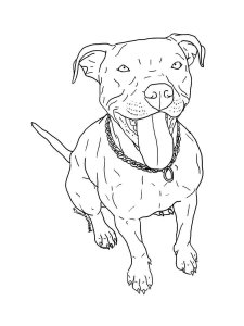 Pitbull coloring page - picture 6