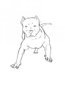 Pitbull coloring page - picture 7