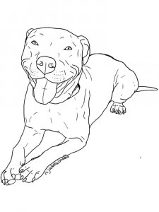 Pitbull coloring page - picture 8