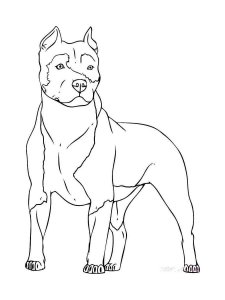 Pitbull coloring page - picture 9