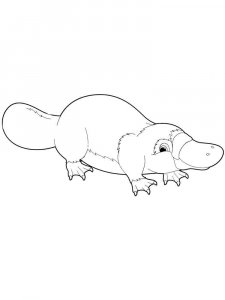 Platypus coloring page - picture 12