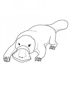 Platypus coloring page - picture 14