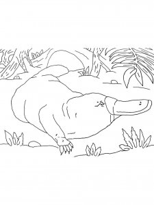 Platypus coloring page - picture 22