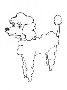Poodle coloring page - picture 12