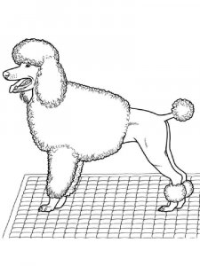 Poodle coloring page - picture 14