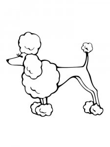 Poodle coloring page - picture 15