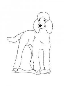 Poodle coloring page - picture 16