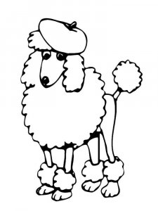 Poodle coloring page - picture 17