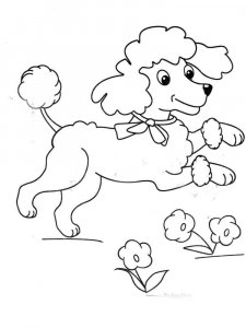 Poodle coloring page - picture 19