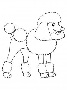Poodle coloring page - picture 20