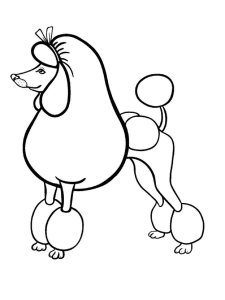 Poodle coloring page - picture 3