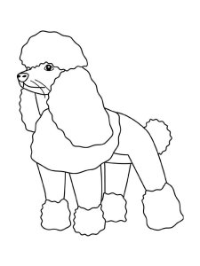 Poodle coloring page - picture 6