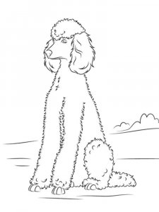 Poodle coloring page - picture 8