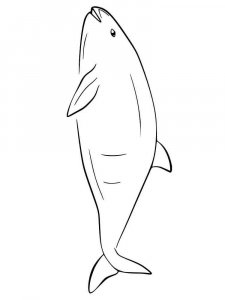 Porpoise coloring page - picture 4