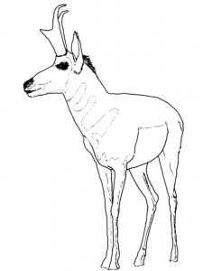 Pronghorn coloring page - picture 11
