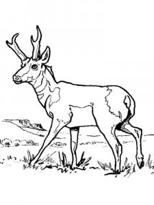 Pronghorn coloring page - picture 4