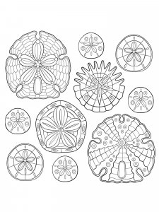 Sand Dollar coloring page - picture 1