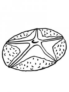 Sand Dollar coloring page - picture 11