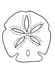 Sand Dollar coloring page - picture 3