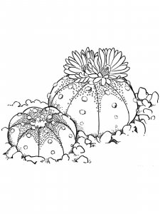 Sand Dollar coloring page - picture 4