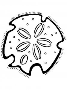 Sand Dollar coloring page - picture 5