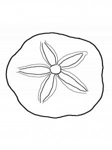 Sand Dollar coloring page - picture 9