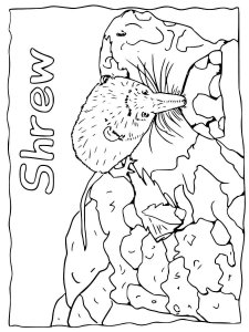 Shrew coloring page - picture 1
