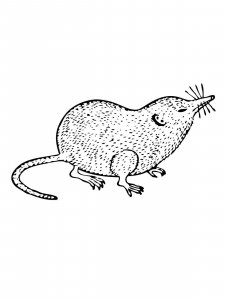 Shrew coloring page - picture 12